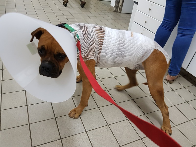 Klinika Veterinaria Parera